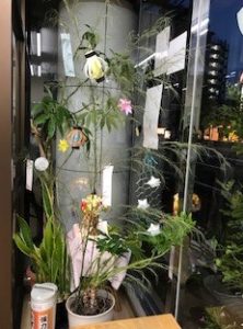 悲しい七夕さま