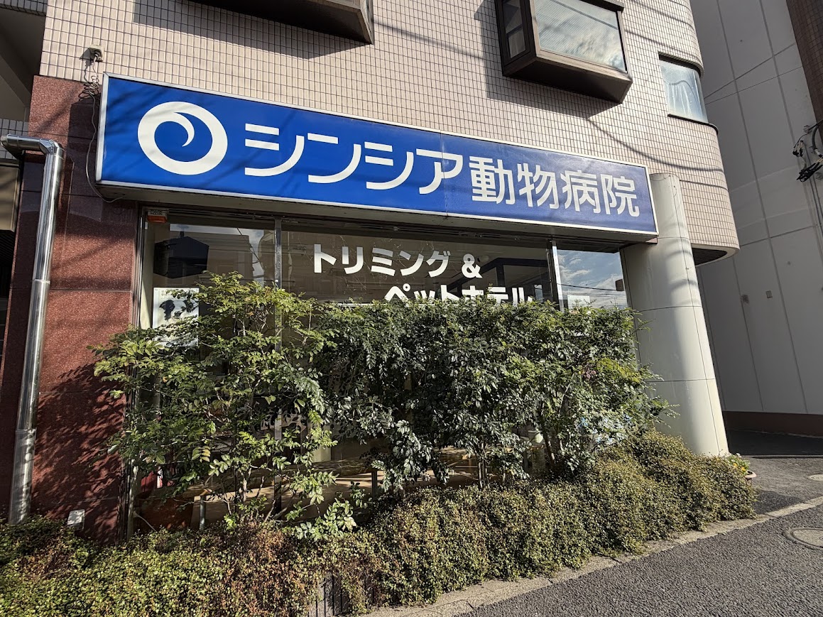 シンシア 動物 病院