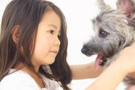 子犬のしつけ