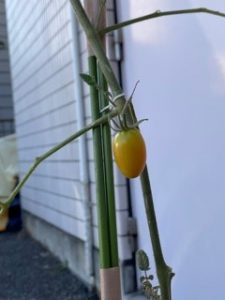 暑中お見舞い申し上げます 暑中お見舞い申し上げます